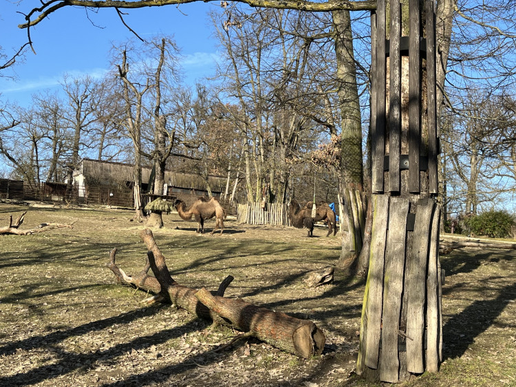 FOTOGALERIE: Jak si sluneční paprsky užívají obyvatelé brněnské zoo?
