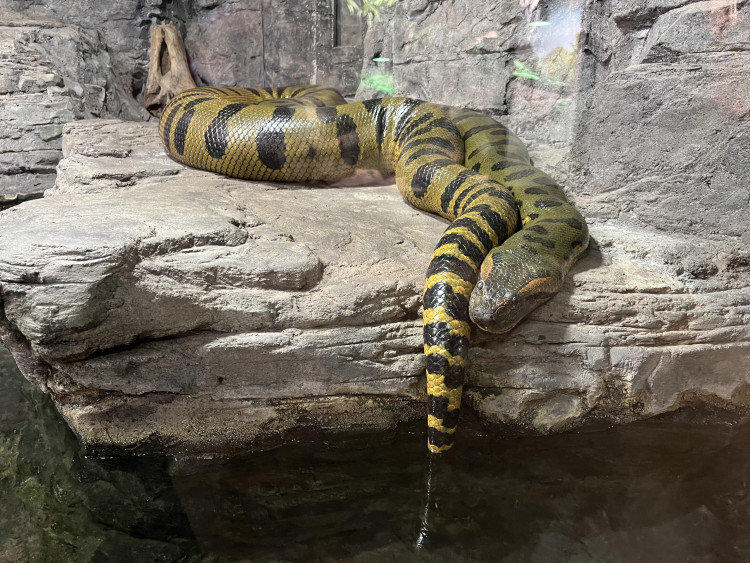 FOTOGALERIE: Jak si sluneční paprsky užívají obyvatelé brněnské zoo?