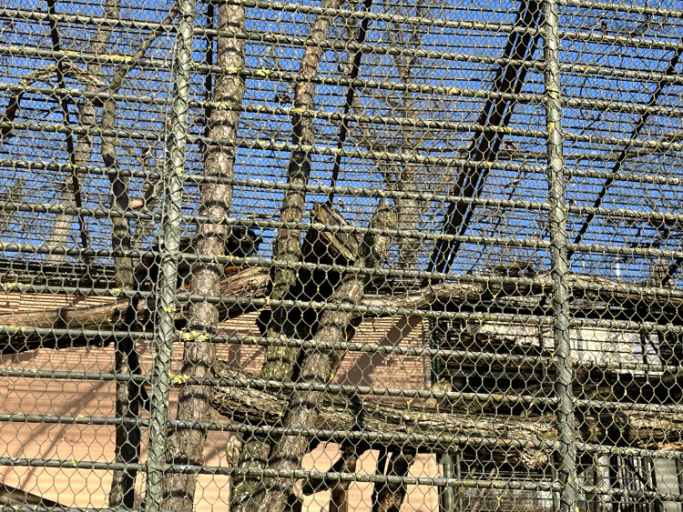 FOTOGALERIE: Jak si sluneční paprsky užívají obyvatelé brněnské zoo?