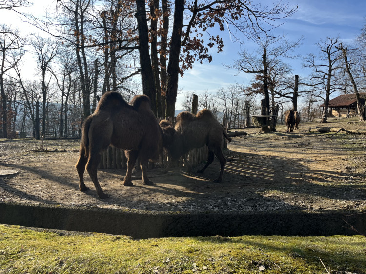 FOTOGALERIE: Jak si sluneční paprsky užívají obyvatelé brněnské zoo?
