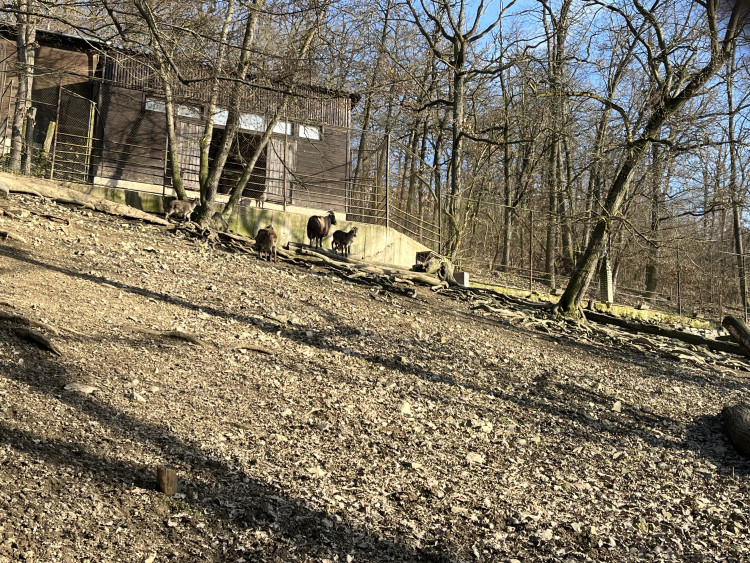 FOTOGALERIE: Jak si sluneční paprsky užívají obyvatelé brněnské zoo?