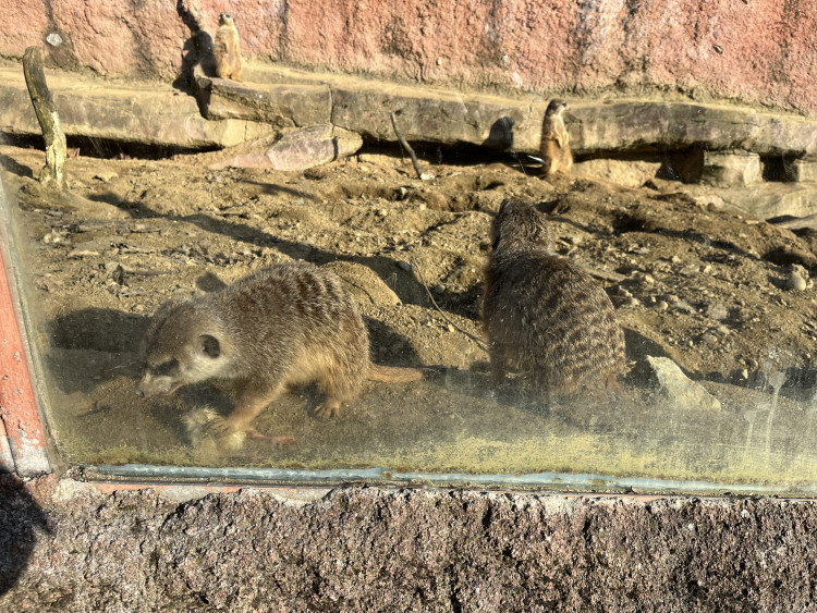 FOTOGALERIE: Jak si sluneční paprsky užívají obyvatelé brněnské zoo?