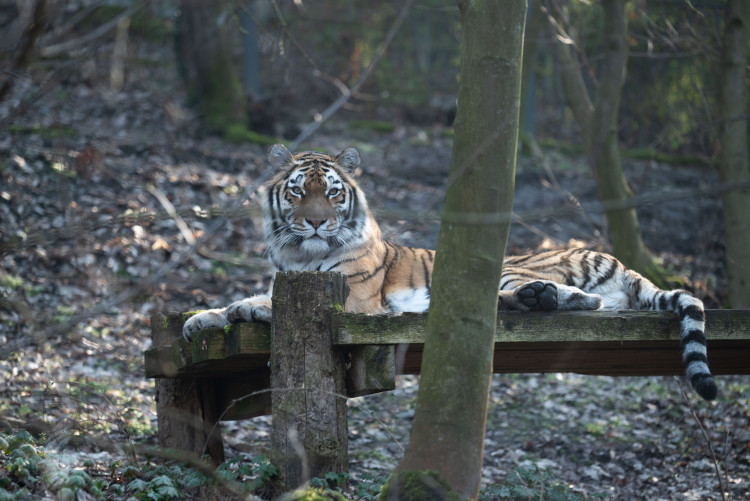 FOTOGALERIE: Zvířata pražské zoo si užívají slunečného počasí