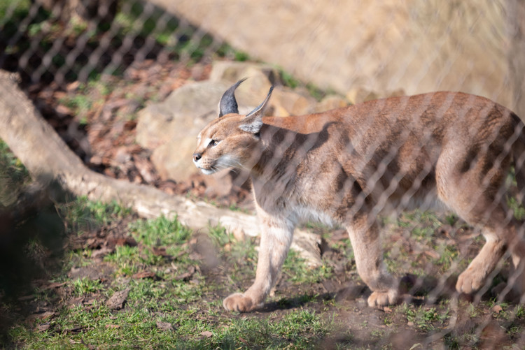 FOTOGALERIE: Zvířata pražské zoo si užívají slunečného počasí