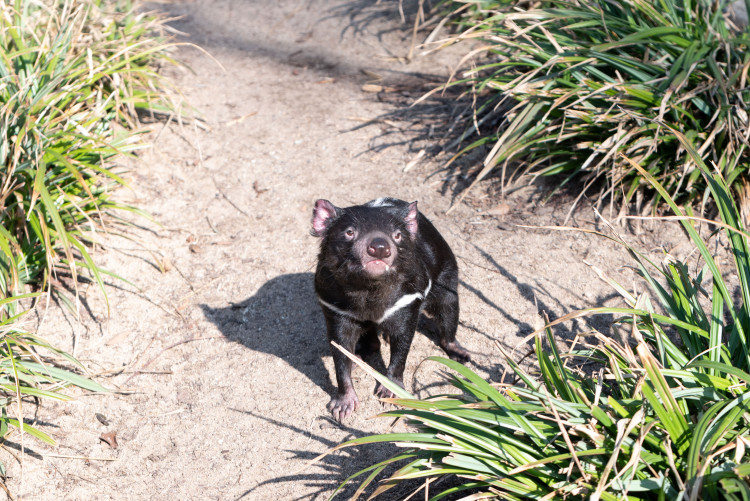 FOTOGALERIE: Zvířata pražské zoo si užívají slunečného počasí