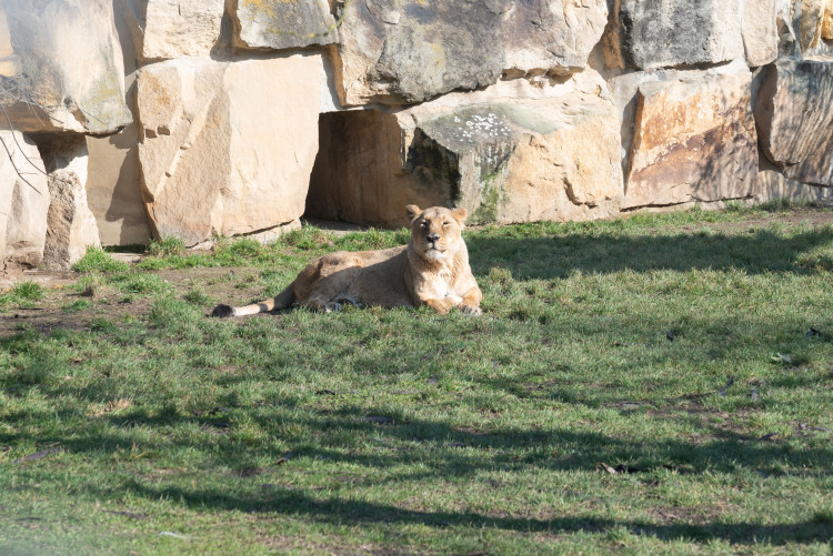 FOTOGALERIE: Zvířata pražské zoo si užívají slunečného počasí
