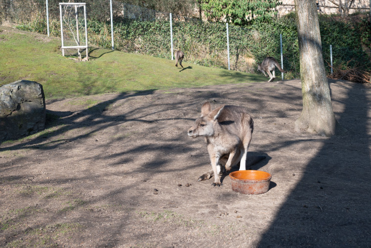 FOTOGALERIE: Zvířata pražské zoo si užívají slunečného počasí