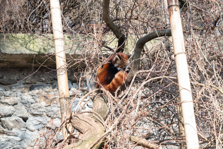 FOTOGALERIE: Zvířata pražské zoo si užívají slunečného počasí