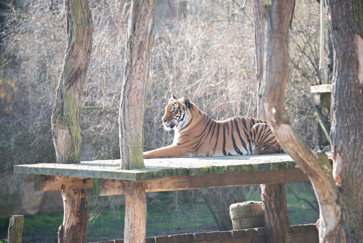 FOTOGALERIE: Zvířata pražské zoo si užívají slunečného počasí
