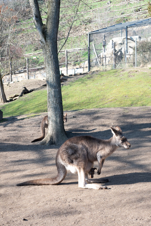 FOTOGALERIE: Zvířata pražské zoo si užívají slunečného počasí