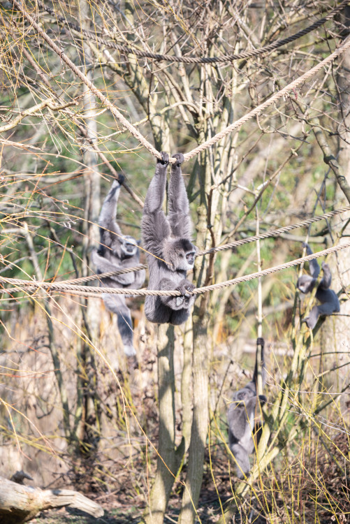FOTOGALERIE: Zvířata pražské zoo si užívají slunečného počasí