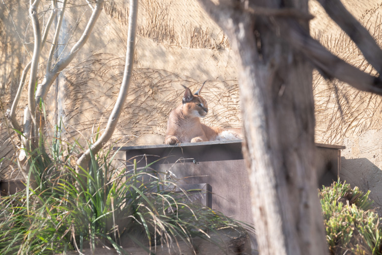 FOTOGALERIE: Zvířata pražské zoo si užívají slunečného počasí