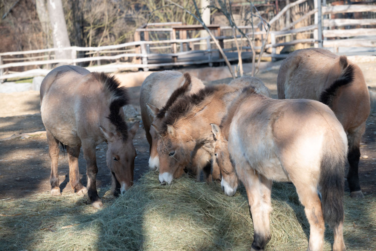 FOTOGALERIE: Zvířata pražské zoo si užívají slunečného počasí