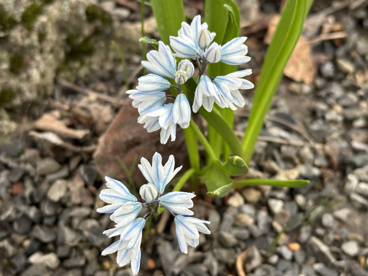 FOTOGALERIE: První květy i svěží zeleň. Brněnská botanická zahrada se probouzí