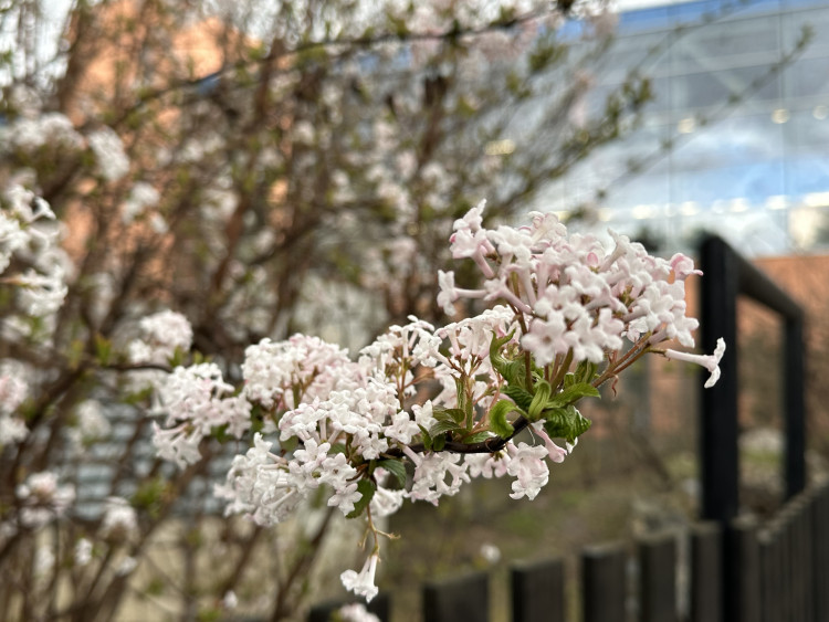 FOTOGALERIE: První květy i svěží zeleň. Brněnská botanická zahrada se probouzí