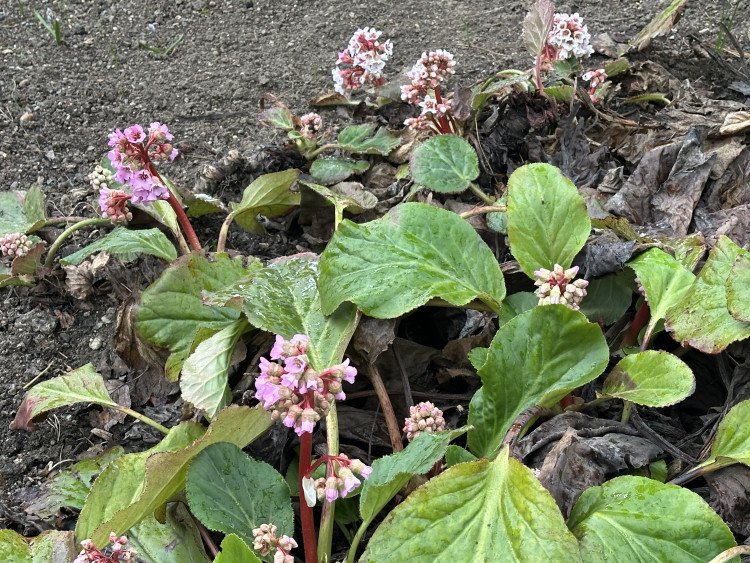 FOTOGALERIE: První květy i svěží zeleň. Brněnská botanická zahrada se probouzí