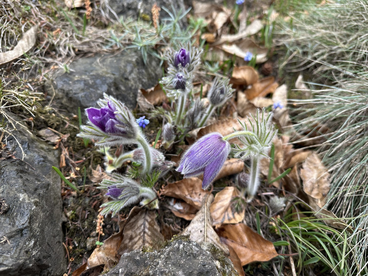 FOTOGALERIE: První květy i svěží zeleň. Brněnská botanická zahrada se probouzí