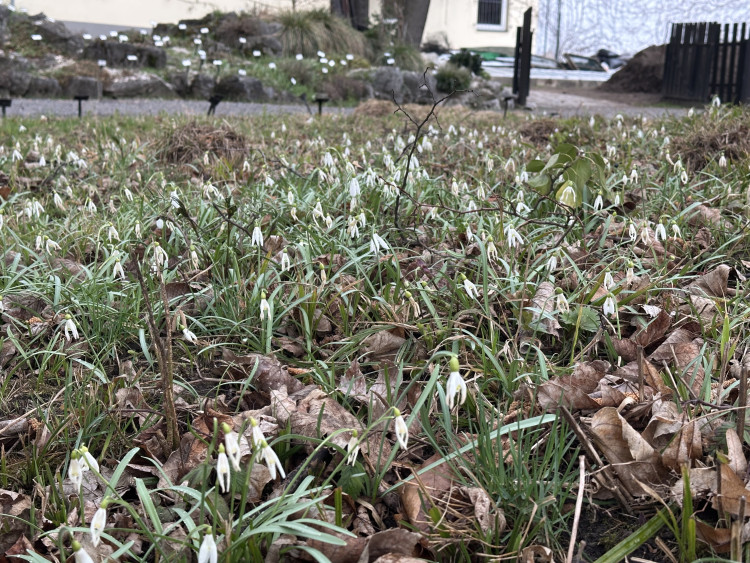 FOTOGALERIE: První květy i svěží zeleň. Brněnská botanická zahrada se probouzí