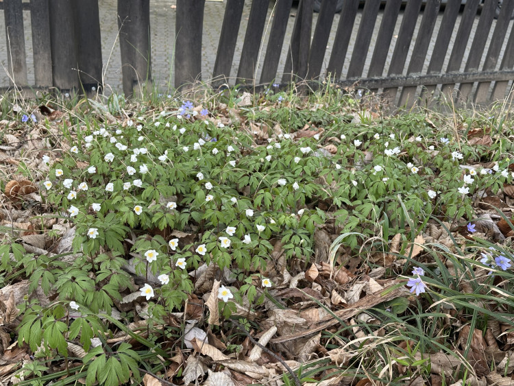 FOTOGALERIE: První květy i svěží zeleň. Brněnská botanická zahrada se probouzí