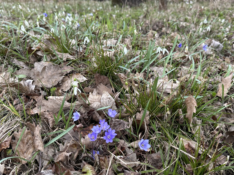 FOTOGALERIE: První květy i svěží zeleň. Brněnská botanická zahrada se probouzí