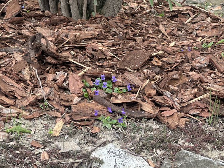 FOTOGALERIE: První květy i svěží zeleň. Brněnská botanická zahrada se probouzí