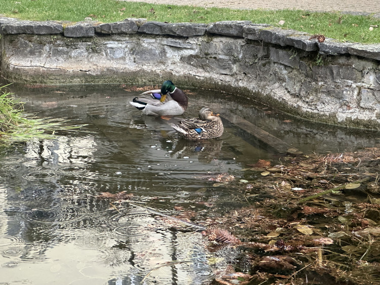 FOTOGALERIE: První květy i svěží zeleň. Brněnská botanická zahrada se probouzí