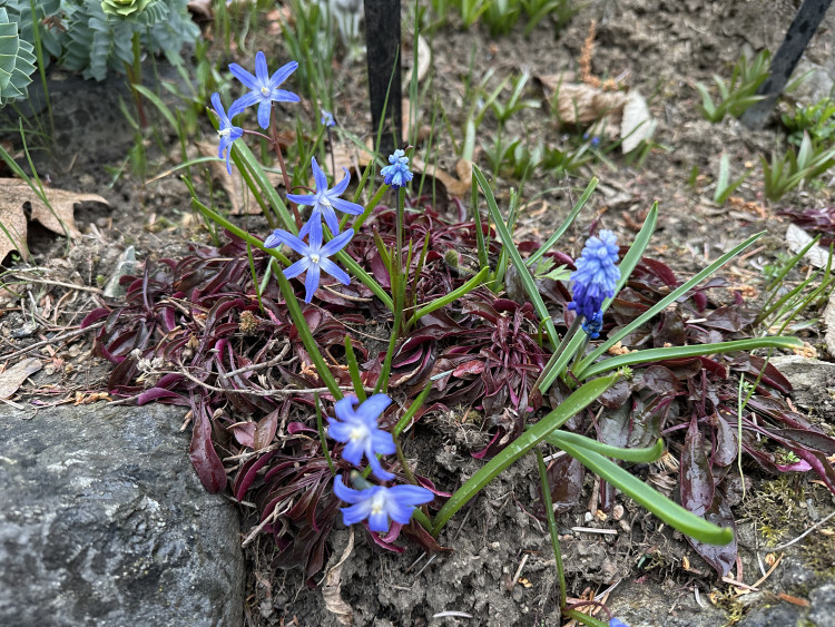 FOTOGALERIE: První květy i svěží zeleň. Brněnská botanická zahrada se probouzí