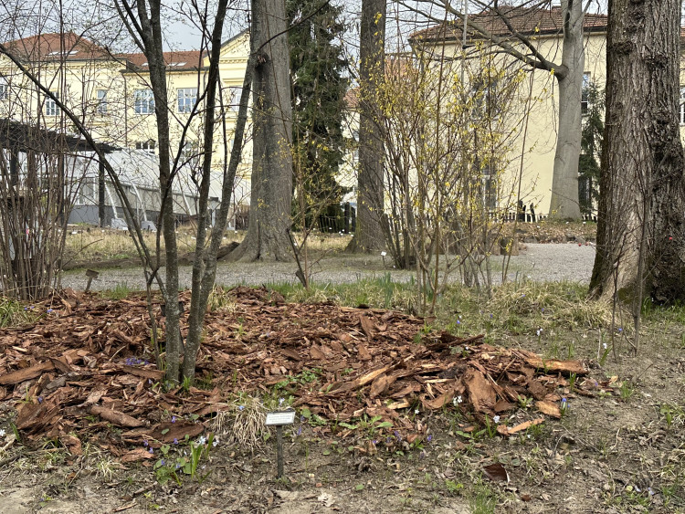 FOTOGALERIE: První květy i svěží zeleň. Brněnská botanická zahrada se probouzí