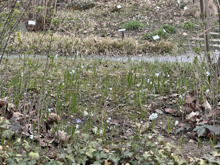 FOTOGALERIE: První květy i svěží zeleň. Brněnská botanická zahrada se probouzí