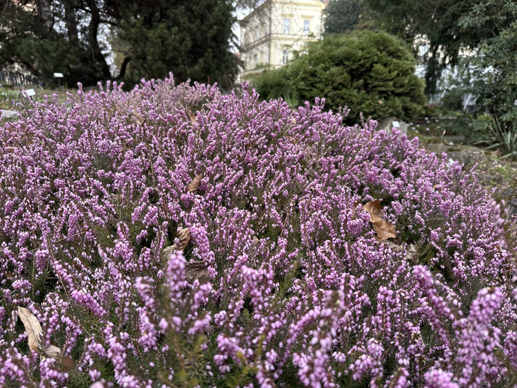 FOTOGALERIE: První květy i svěží zeleň. Brněnská botanická zahrada se probouzí
