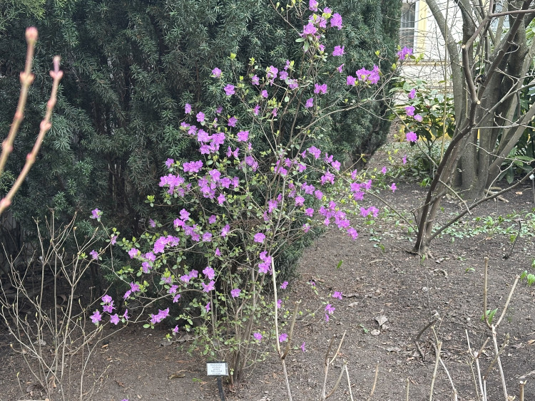 FOTOGALERIE: První květy i svěží zeleň. Brněnská botanická zahrada se probouzí