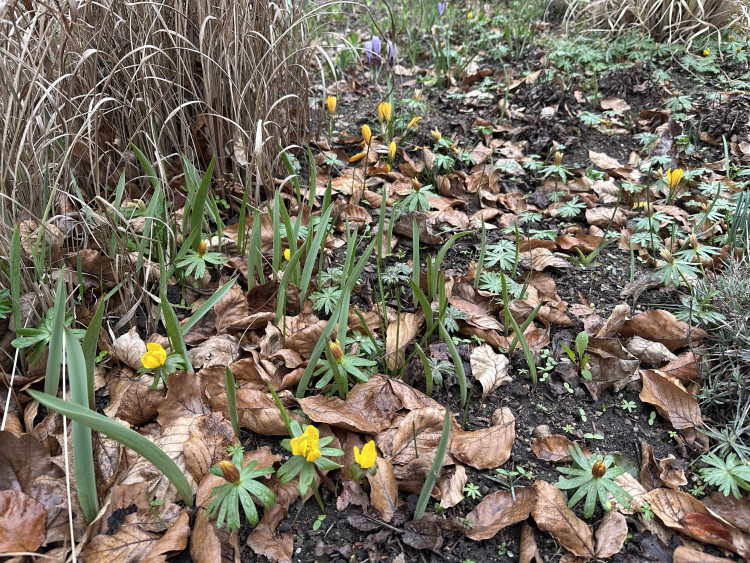 FOTOGALERIE: První květy i svěží zeleň. Brněnská botanická zahrada se probouzí