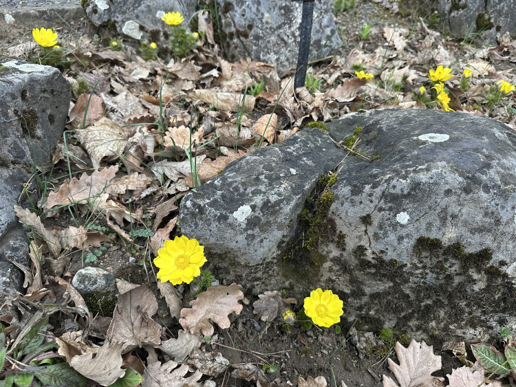 FOTOGALERIE: První květy i svěží zeleň. Brněnská botanická zahrada se probouzí