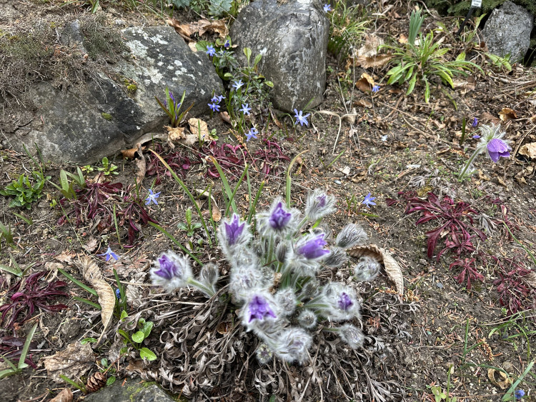 FOTOGALERIE: První květy i svěží zeleň. Brněnská botanická zahrada se probouzí