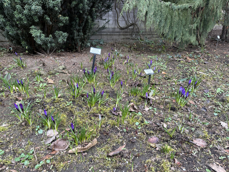 FOTOGALERIE: První květy i svěží zeleň. Brněnská botanická zahrada se probouzí