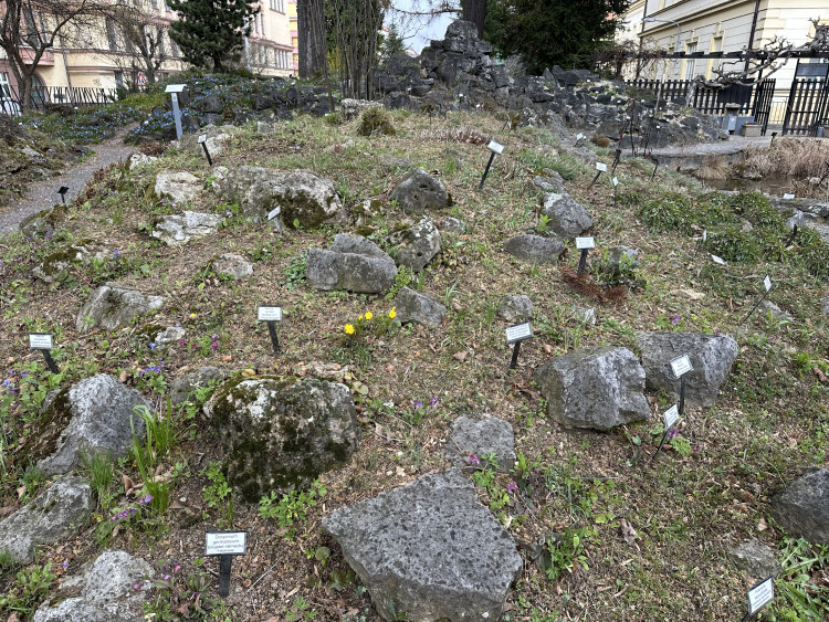 FOTOGALERIE: První květy i svěží zeleň. Brněnská botanická zahrada se probouzí