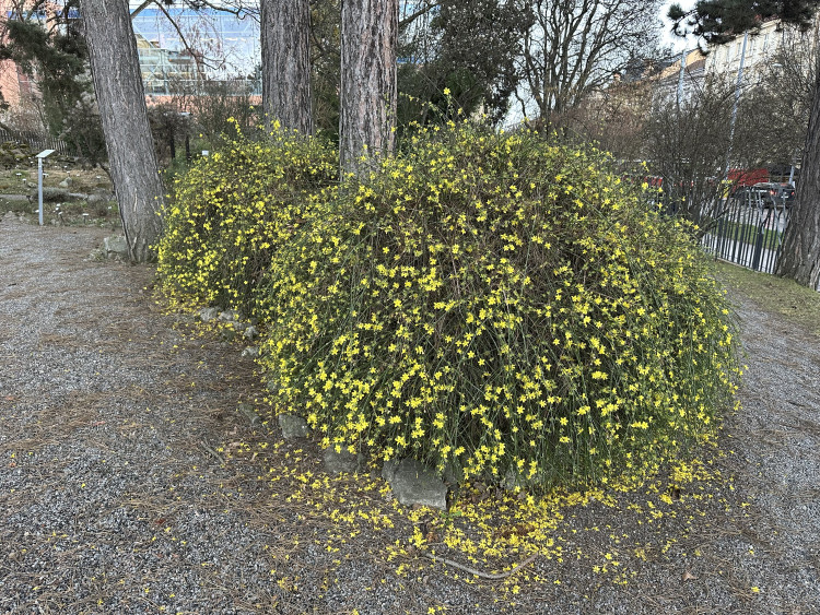FOTOGALERIE: První květy i svěží zeleň. Brněnská botanická zahrada se probouzí