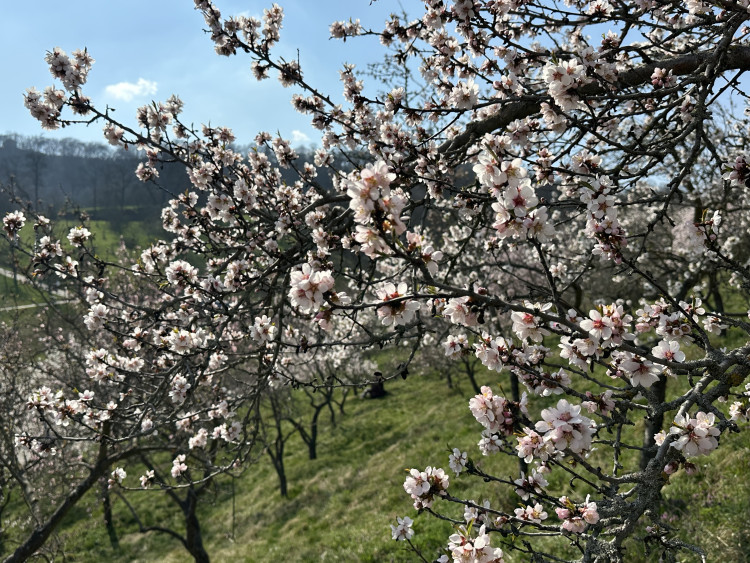 FOTOGALERIE: V Petřínských sadech už kvetou mandloně