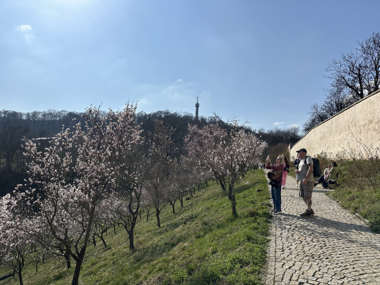 FOTOGALERIE: V Petřínských sadech už kvetou mandloně