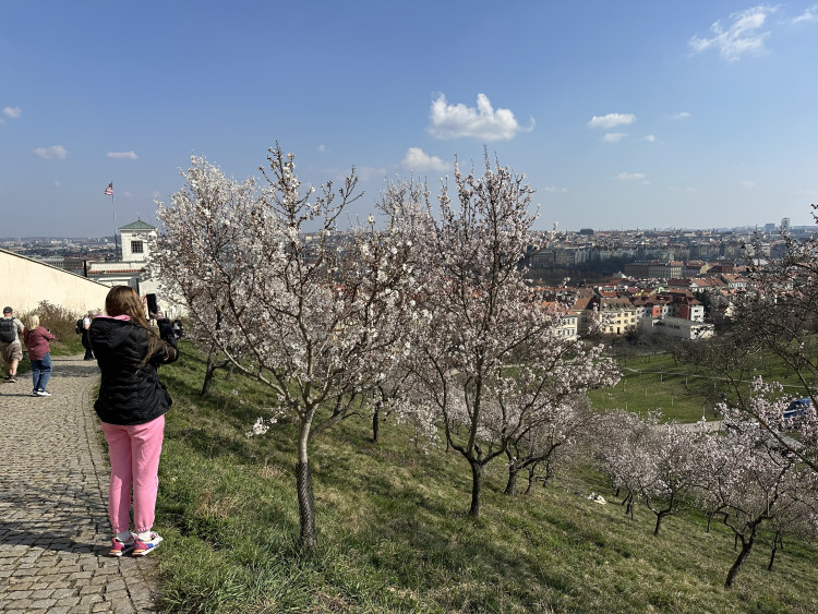FOTOGALERIE: V Petřínských sadech už kvetou mandloně
