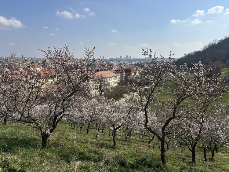 FOTOGALERIE: V Petřínských sadech už kvetou mandloně