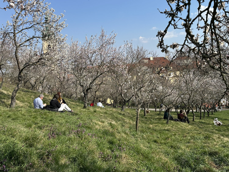 FOTOGALERIE: V Petřínských sadech už kvetou mandloně