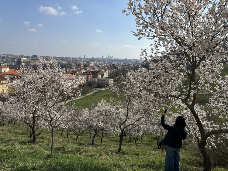 FOTOGALERIE: V Petřínských sadech už kvetou mandloně