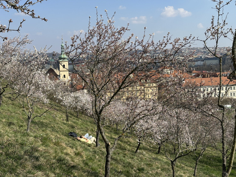 FOTOGALERIE: V Petřínských sadech už kvetou mandloně