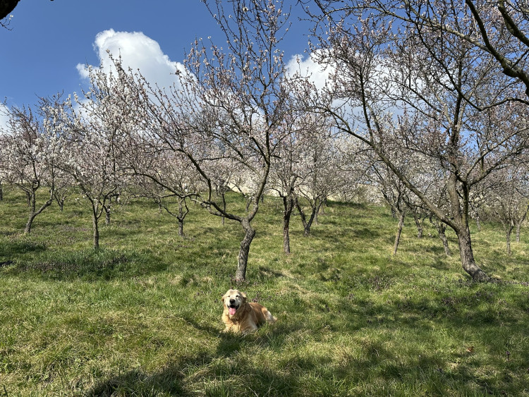 FOTOGALERIE: V Petřínských sadech už kvetou mandloně