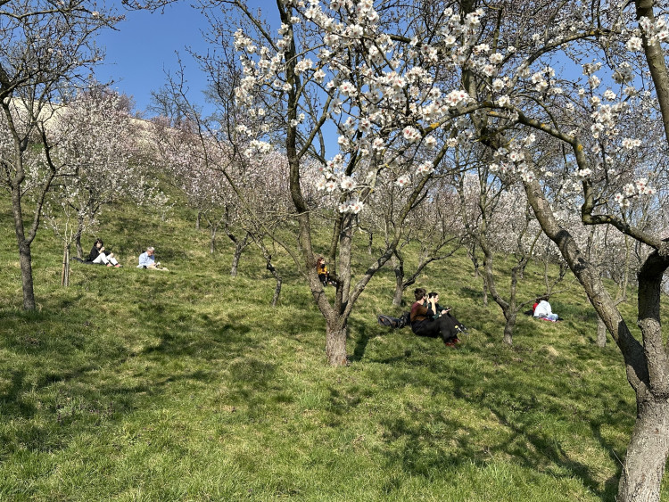 FOTOGALERIE: V Petřínských sadech už kvetou mandloně