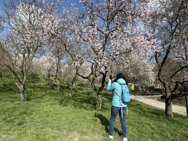 FOTOGALERIE: V Petřínských sadech už kvetou mandloně