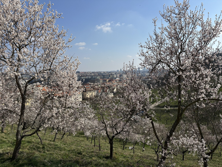 FOTOGALERIE: V Petřínských sadech už kvetou mandloně