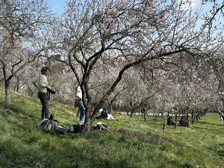 FOTOGALERIE: V Petřínských sadech už kvetou mandloně