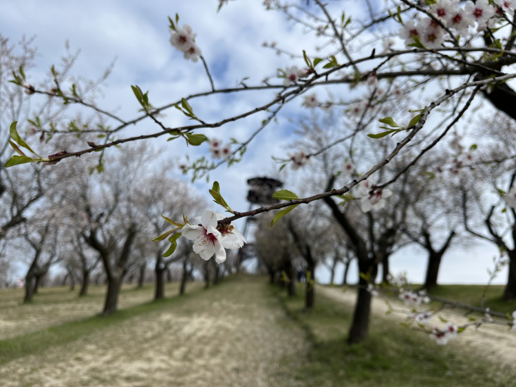 FOTO: Jaro jak z pohlednice. Mandloňové sady v Hustopečích přitahují davy